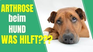 Arthrose beim Hund  Was hilft  TIPPs zur Behandlung und Vorbeugung [upl. by Eseer]