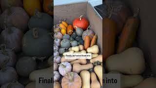 Storing a years worth of squash [upl. by Venu]