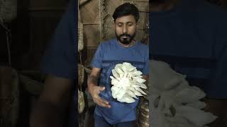 Oyster Mushroom Harvesting মাশরুম mushroom oystermushroomcultivation [upl. by Dadelos]