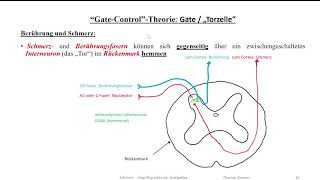 Patho Physiologie Schmerz  Schmerzmittel 4 neuropathische Schmerzen und gate control Theorie [upl. by Paryavi]