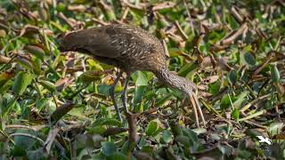 The Limpkin a wading bird arrives in south Louisiana [upl. by Ettenna313]