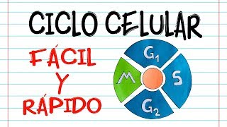 🌐 CICLO CELULAR 🔬 Fácil y Rápido  BIOLOGÍA [upl. by Adigun892]