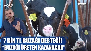 Buzağı Başına 7 Bin TL Destek Nasıl Alınır Buzağı Üreten Daha Çok Kazanacak  Verimli Çiftlikler [upl. by Brittain]