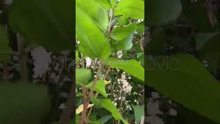 deutzia fuzzy shortvideo garden flowers nature [upl. by Ditter999]