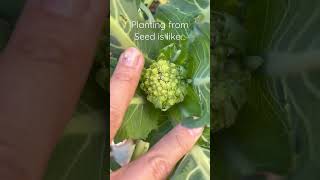 Hellooo👋 My tiny Romanesco broccoli [upl. by Anelas]