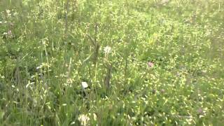 Corro de brujas de Senderuelas Marasmius oreades [upl. by Dippold]