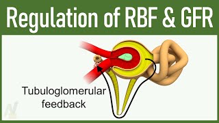 09 Regulation of GFR and RBF Glomerular Filtration Rate and Renal Blood Flow [upl. by Maryrose659]