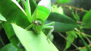 giant katydid feeding [upl. by Sterrett]