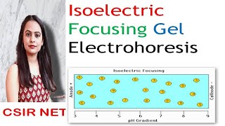 Isoelectric Focusing Gel Electrophoresis  ICSIR UGC NET [upl. by Lelia]