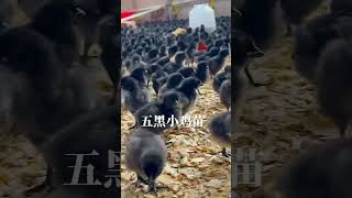 Two thousand five hundred small five black Douyin chicken farmers Douyin helps farmers selfpropa [upl. by Silenay189]