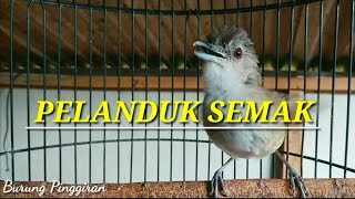 Pancingan pelanduk semak paling dicari [upl. by Lynea]