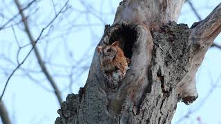 Screech owl calling [upl. by Maressa]