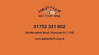 Gables Farm Dogs and Cats Home  Dog Rehoming [upl. by Aneerahs]