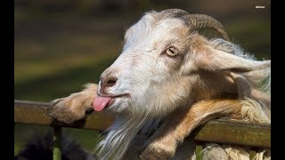 funniest Talking Goats videosfunny goat compilationfunny animal world2018 [upl. by Mosra]