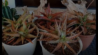 Repotting my Hybrid Aloes [upl. by Noirda]