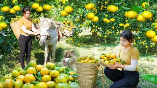 Use Horses To Harvest Many Tangerines To Bring Back To The Market To Sell Đặng Tiểu Huyền [upl. by Annaohj120]