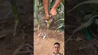 Harvest garlic in the garden sonasmr [upl. by Raul86]