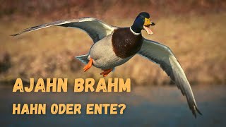 Hahn oder Ente  buddhistische Kurzgeschichte von Ajahn Brahm [upl. by Atilem]