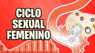 ✅ ¿Qué debo SABER sobre el CICLO SEXUAL FEMENINO🩸  EMBRIOLOGÍA HUMANA 📚 [upl. by Htebsil965]