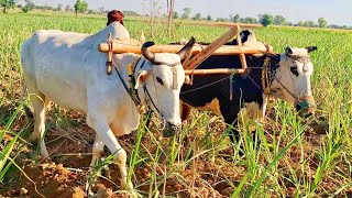 Bull powered field lining  Bull powered ancient radger  Traditional and old punjab  Bull powered [upl. by Iphigeniah735]