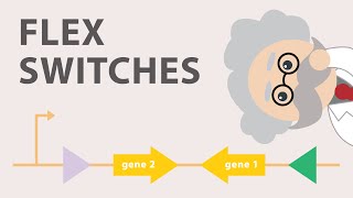 Conditional gene expression using the Cre Lox FLEx vector switch [upl. by Otrebire69]