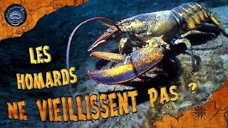 Pourquoi les homards ne vieillissent pas   CURIOCEAN 12 [upl. by Arahas601]