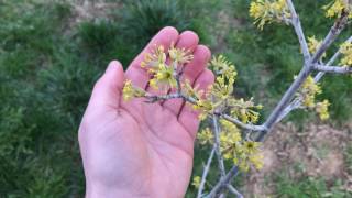 Cornelian Cherry Cornus mas Early Spring Insectary Plant  Ninja Gardening  Episode 93 [upl. by Mada]