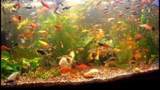 Planted Livebearers Tank  Bitkili Canlı Doğuran Akvaryumu 25082013 HD [upl. by Iohk]