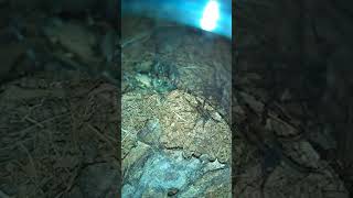 Jumping spider vs Wolf spider 2 [upl. by Adniralc78]