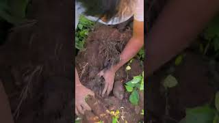 Farmer harvesting black potato in the farm natural farm shortvideo farm satisfying shortvideo [upl. by Carmella]