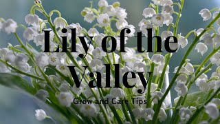 Lily of the Valley Grow and Care Tips [upl. by Osgood388]