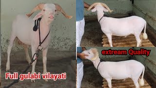 Top Quality Full Gulabi Vilayati Sheep Available [upl. by Jethro]