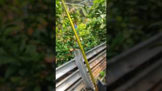 Avocado plant care shortsvideo graftingplants [upl. by Emelin]