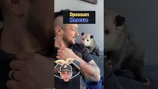 Injured Opossum Gets a Second Chance ❤️ opossum [upl. by Ahseina]