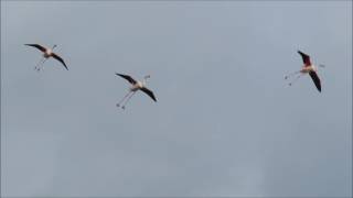 Flying Flamingos Camargue France [upl. by Aeriell]