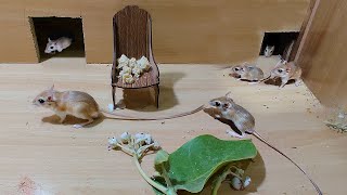 Cat Tv  Mice Games for Cats To Enjoy  10 Hours Mice Fun Video For Cats [upl. by Amitie]