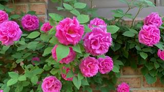 Zephirine Drouhin rose bush [upl. by Kyte974]