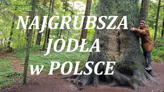 Najgrubsza jodła w Polsce [upl. by Assiron]