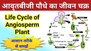 आवृतबीजी पौधे का जीवन चक्र  life cycle of angiosperm plant  avart biji paudhe ka jivan chakra [upl. by Asir]