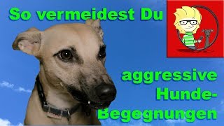 FOLGE 27 Aggressive Hundebegegnungen vermeiden  so gehts [upl. by Suoirred]