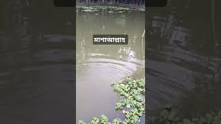 ভিডিও ভালো লাগলে সাবস্ক্রাইব করবেন fishing aquaculture fish duet biofloc gaming happy [upl. by Galven]