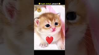 இந்த மாதிரியான நண்டுகளை பாத்தா உடனே Panic ஆகிடாதிங்க  Crab Eats Deadskins  Animal Voiceover Tamil [upl. by Onivla129]