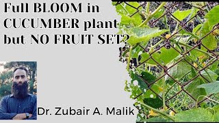 FULL BLOOM IN CUCUMBER BUT NO FRUIT SET Why Cucumber Plants Arent Bearing Fruits Despite Flowering [upl. by Oicafinob]