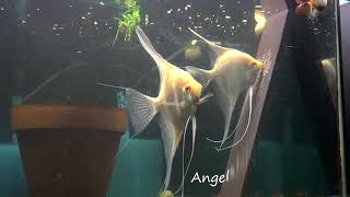 Albino Dantum Angelfish Breeding Pair 2350 [upl. by Fenella536]