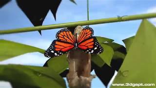 Butterfly life cycle 3d animation [upl. by Karp]