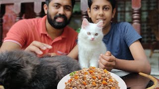 Best homemade cat food🐈persian cat foodAll about persian catcat food recipe malayalamAdams vlog [upl. by Breh]