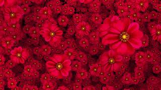 Cool Flowers Moving Video Background HD 1080p [upl. by Ahsoet]