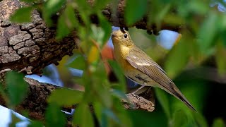 ムギマキ 野鳥 Mugimaki Flycatcher Ficedula mugimaki wildbirds [upl. by Mumford]