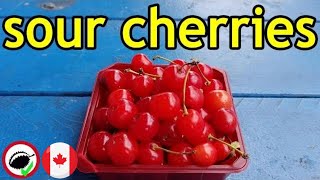 Sour Cherry Review Prunus cerasus  Weird Fruit Explorer Ep 331 [upl. by Oilerua958]