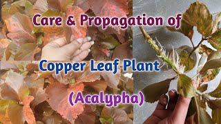 Care and Propagation of Copper Leaf plantAcalypha Khalifa plant Red leaf Ornamental plant [upl. by Rebna860]